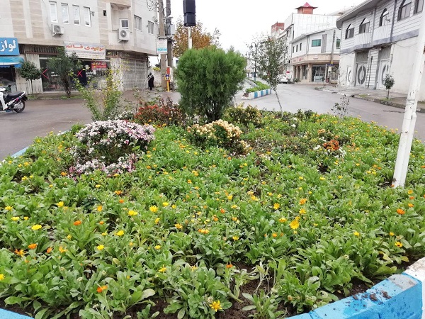 کاشت درختچه و گل توسط سازمان سیما، منظر و فضای سبز شهری شهرداری قائم شهر